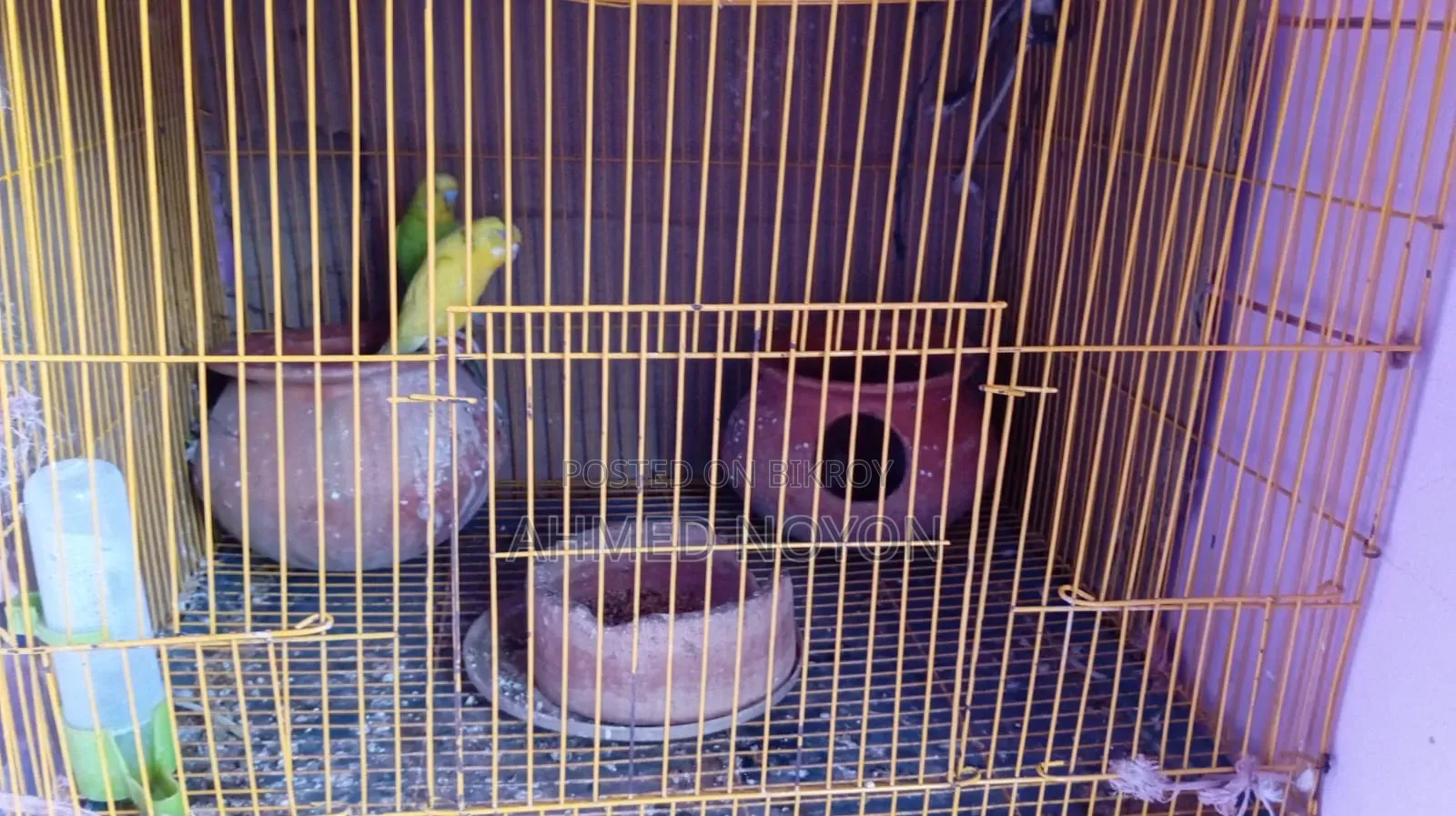 Bird for Sale