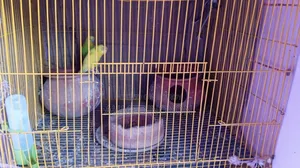 Bird for Sale