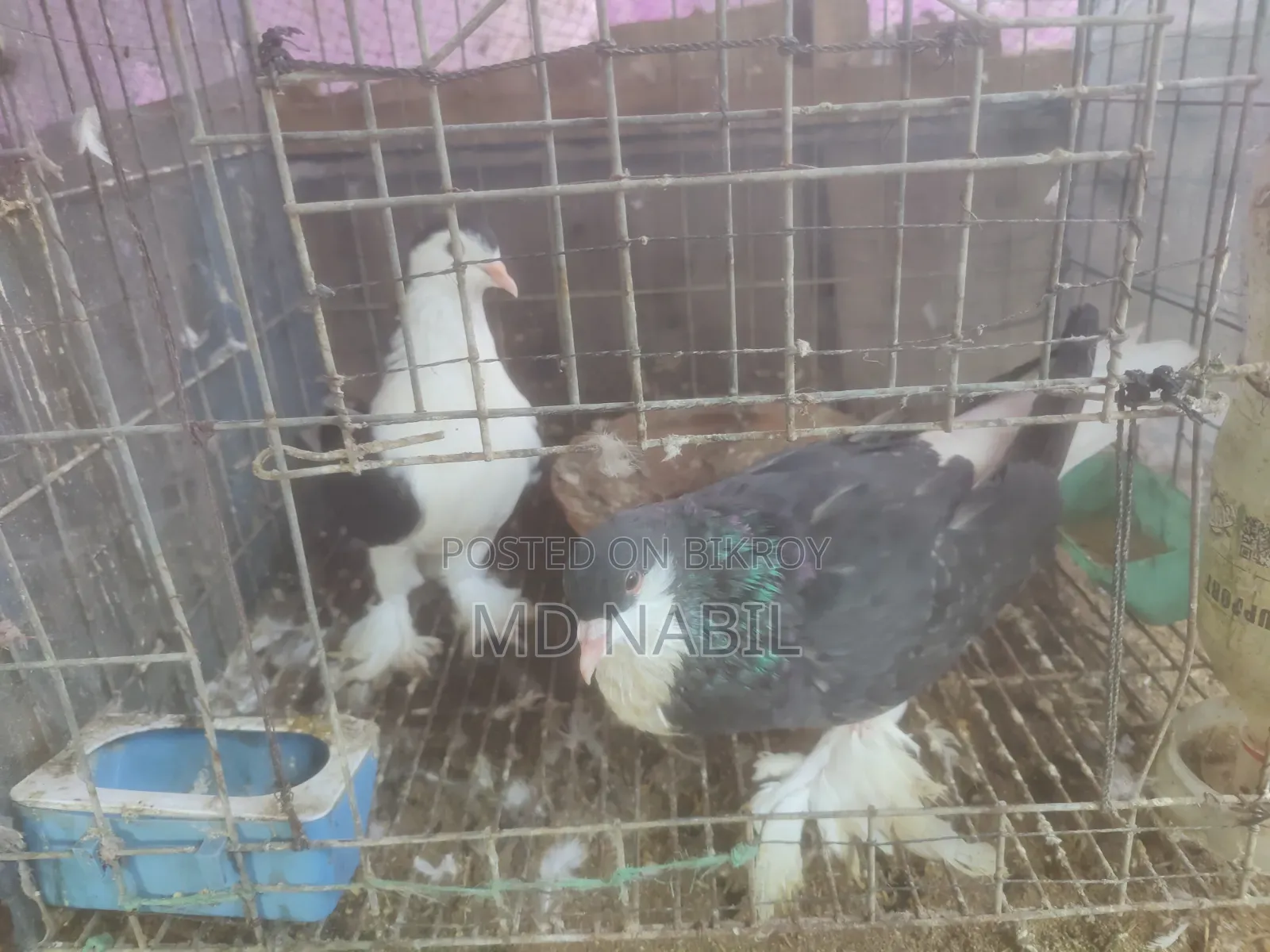 কবুতর বিক্রি