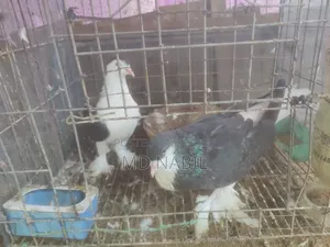 কবুতর বিক্রি