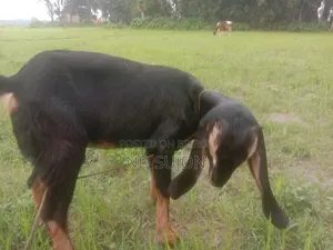 5 Months Old Haryana Female Goat
