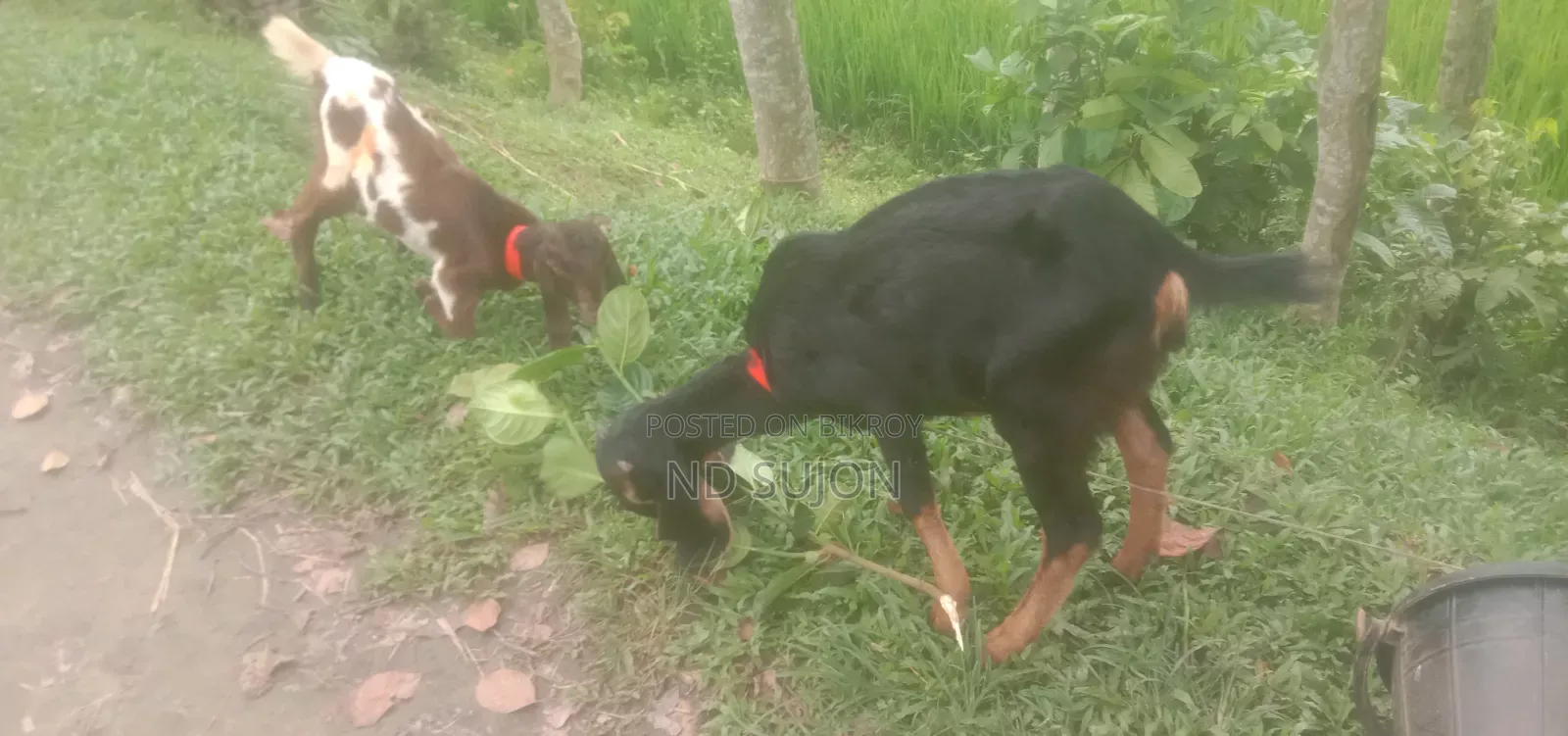 5 Months Old Haryana Female Goat