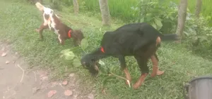 5 Months Old Haryana Female Goat