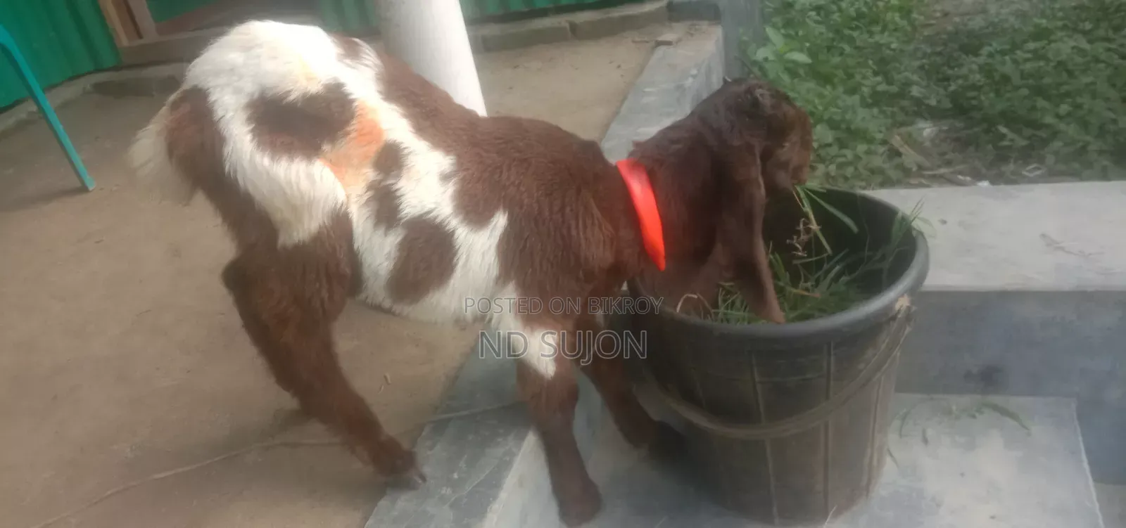 5 Months Old Haryana Female Goat