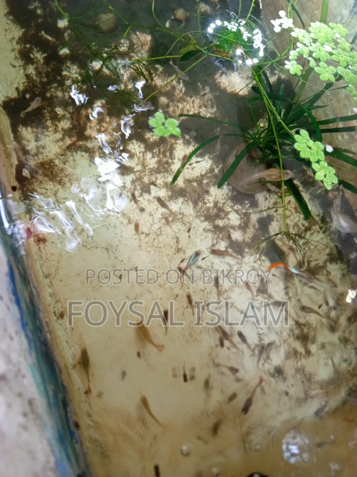 মিক্স গাপ্পি অল সেল