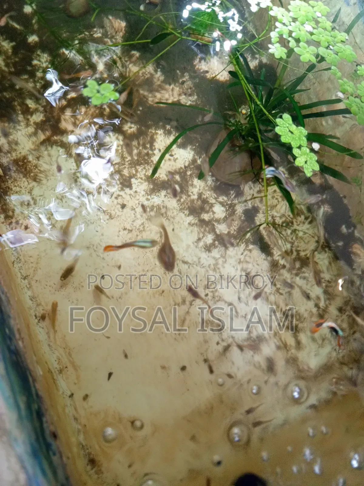 মিক্স গাপ্পি অল সেল