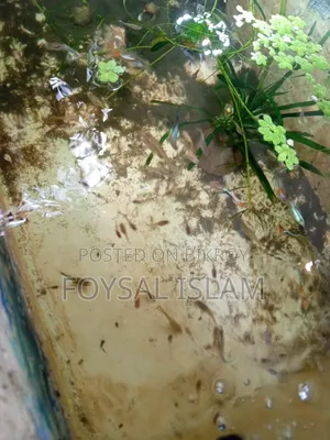 মিক্স গাপ্পি অল সেল