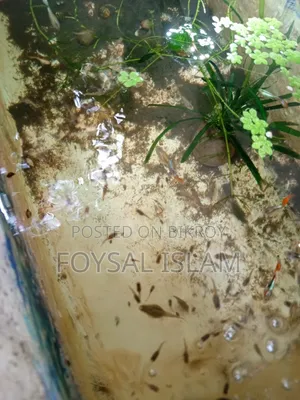 মিক্স গাপ্পি অল সেল