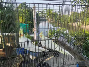 ককটেল রানিং জোড়া বিক্রয়