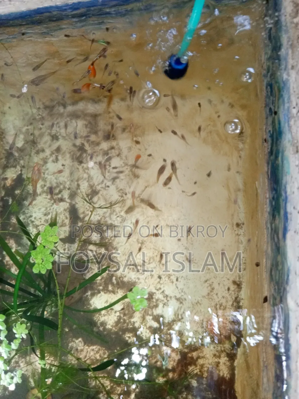 মিক্স গাপ্পি অল সেল