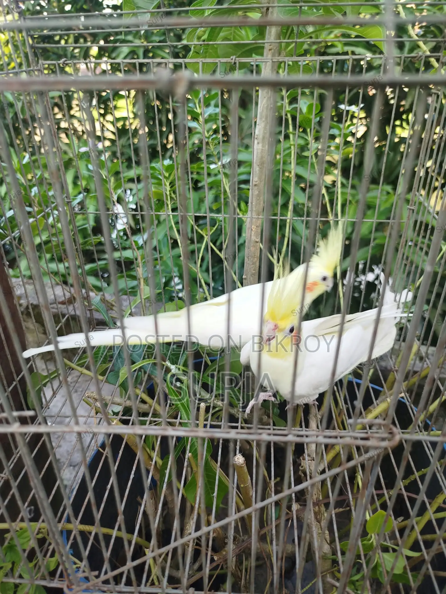 ককটেল রানিং জোড়া বিক্রয়