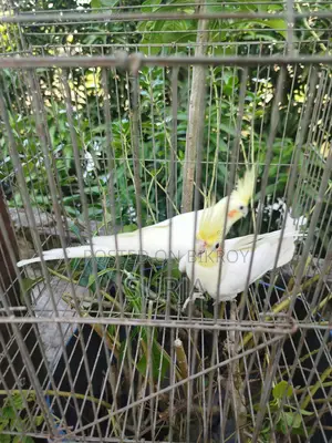 ককটেল রানিং জোড়া বিক্রয়