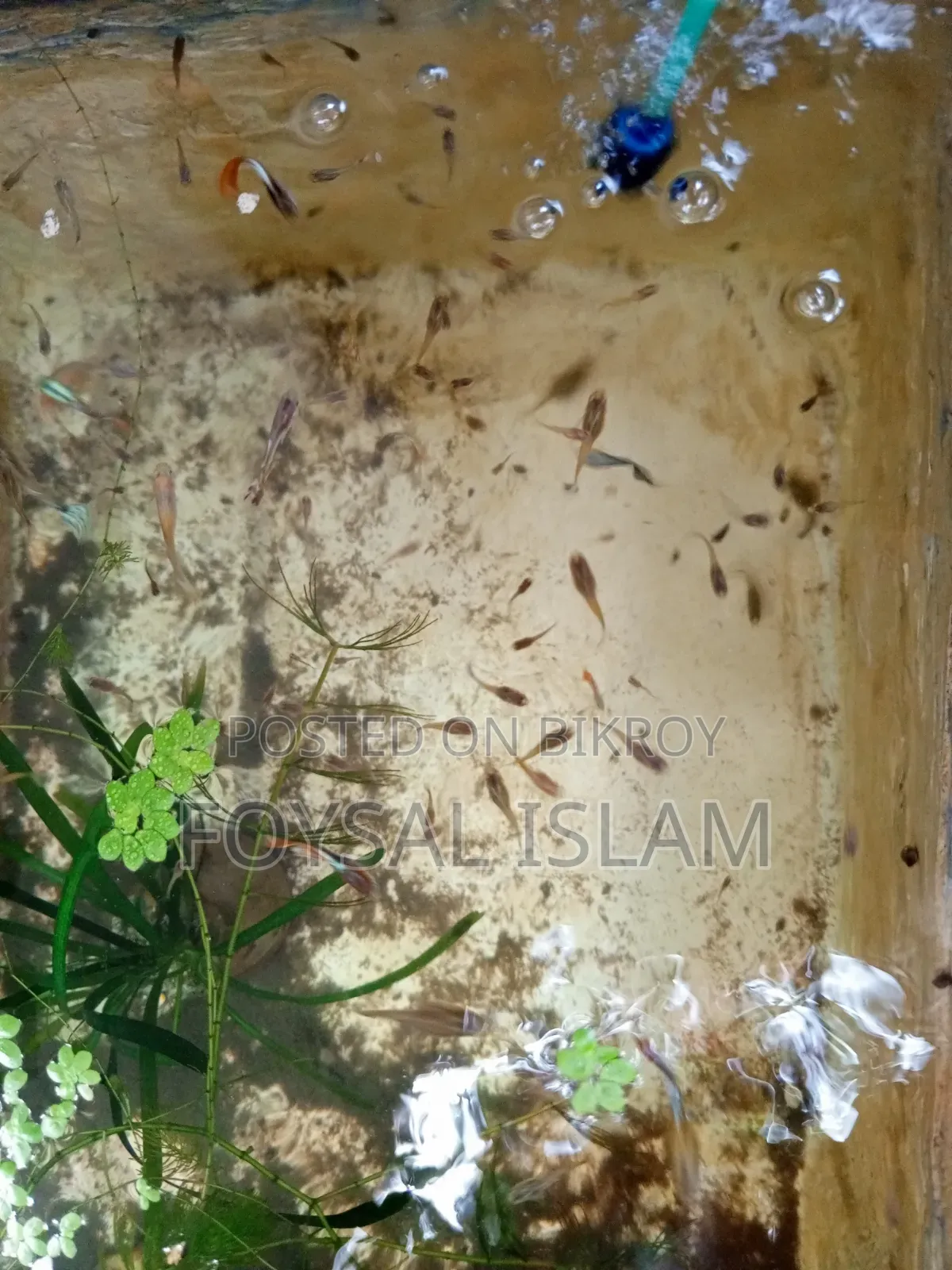 মিক্স গাপ্পি অল সেল