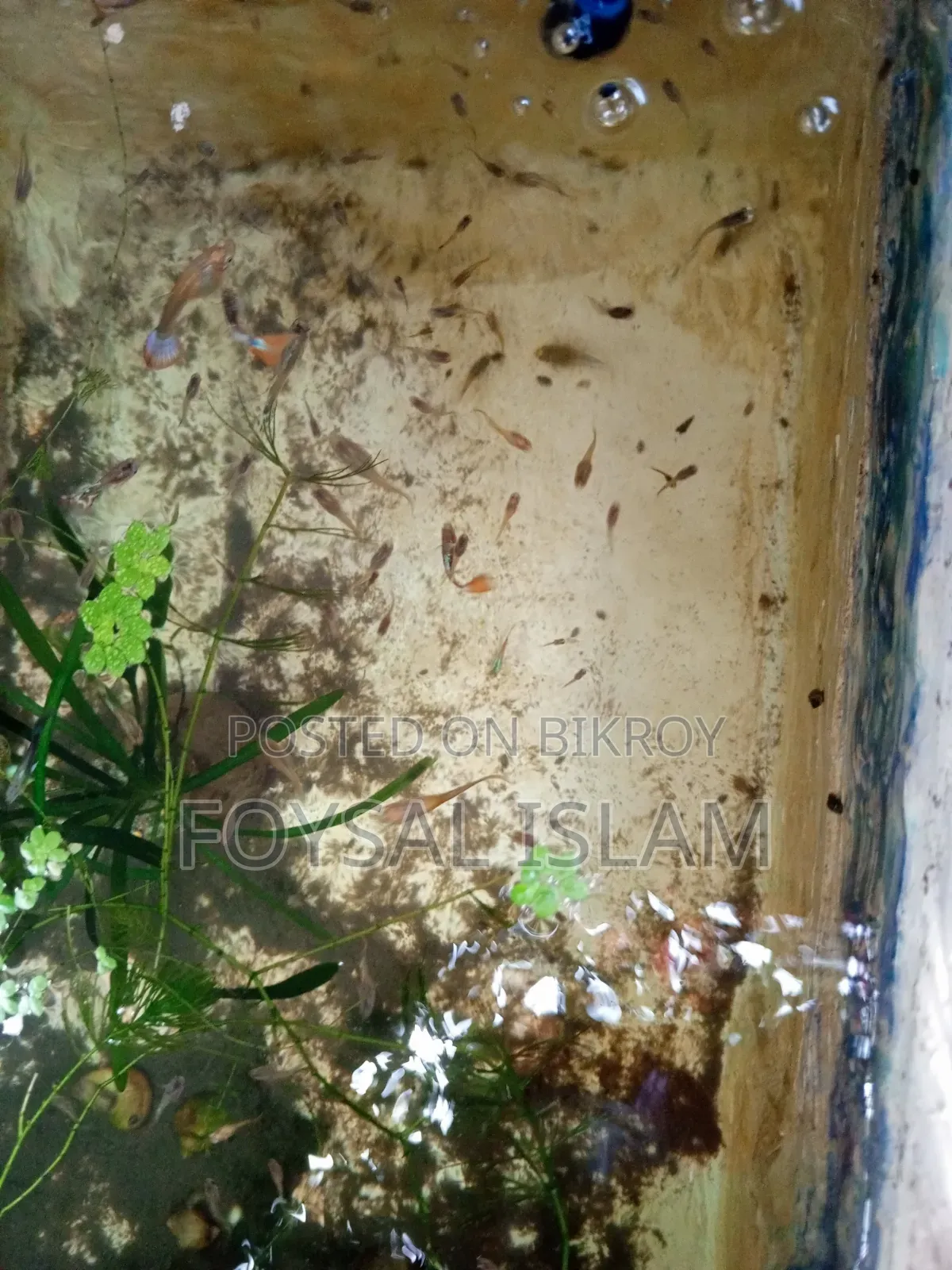 মিক্স গাপ্পি অল সেল