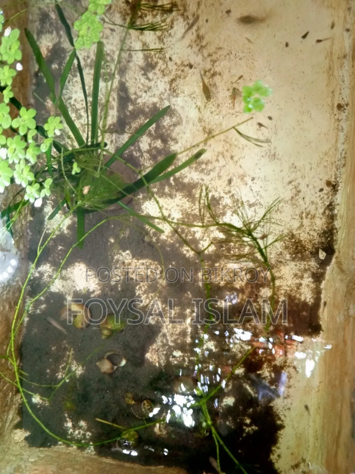 মিক্স গাপ্পি অল সেল