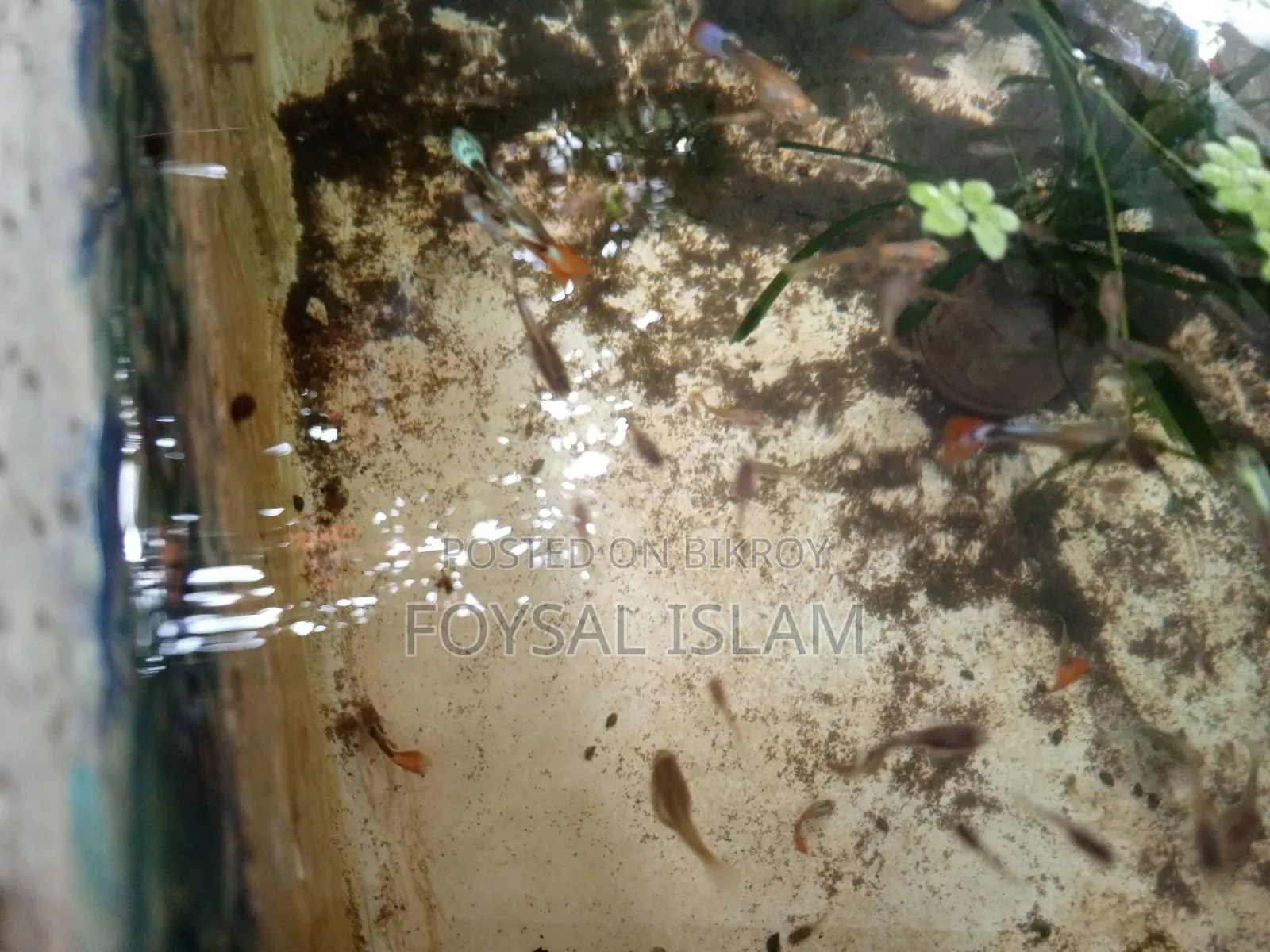 মিক্স গাপ্পি অল সেল