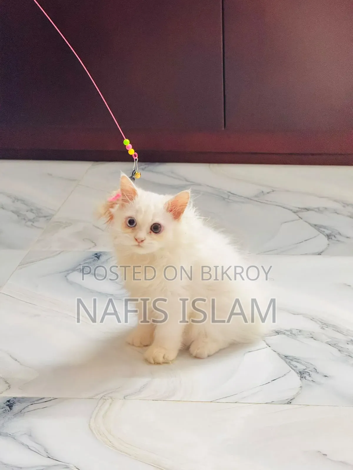 3-6 months Female Purebred Persian Cat