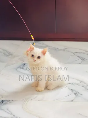 3-6 months Female Purebred Persian Cat