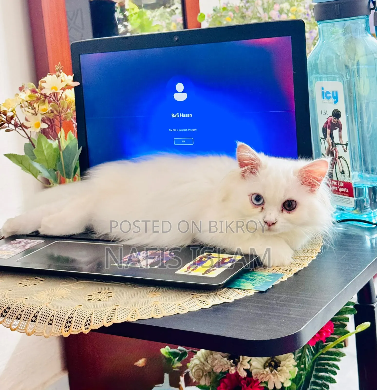 3-6 months Female Purebred Persian Cat