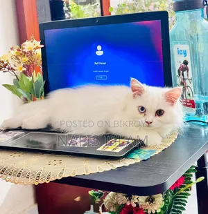 3-6 months Female Purebred Persian Cat