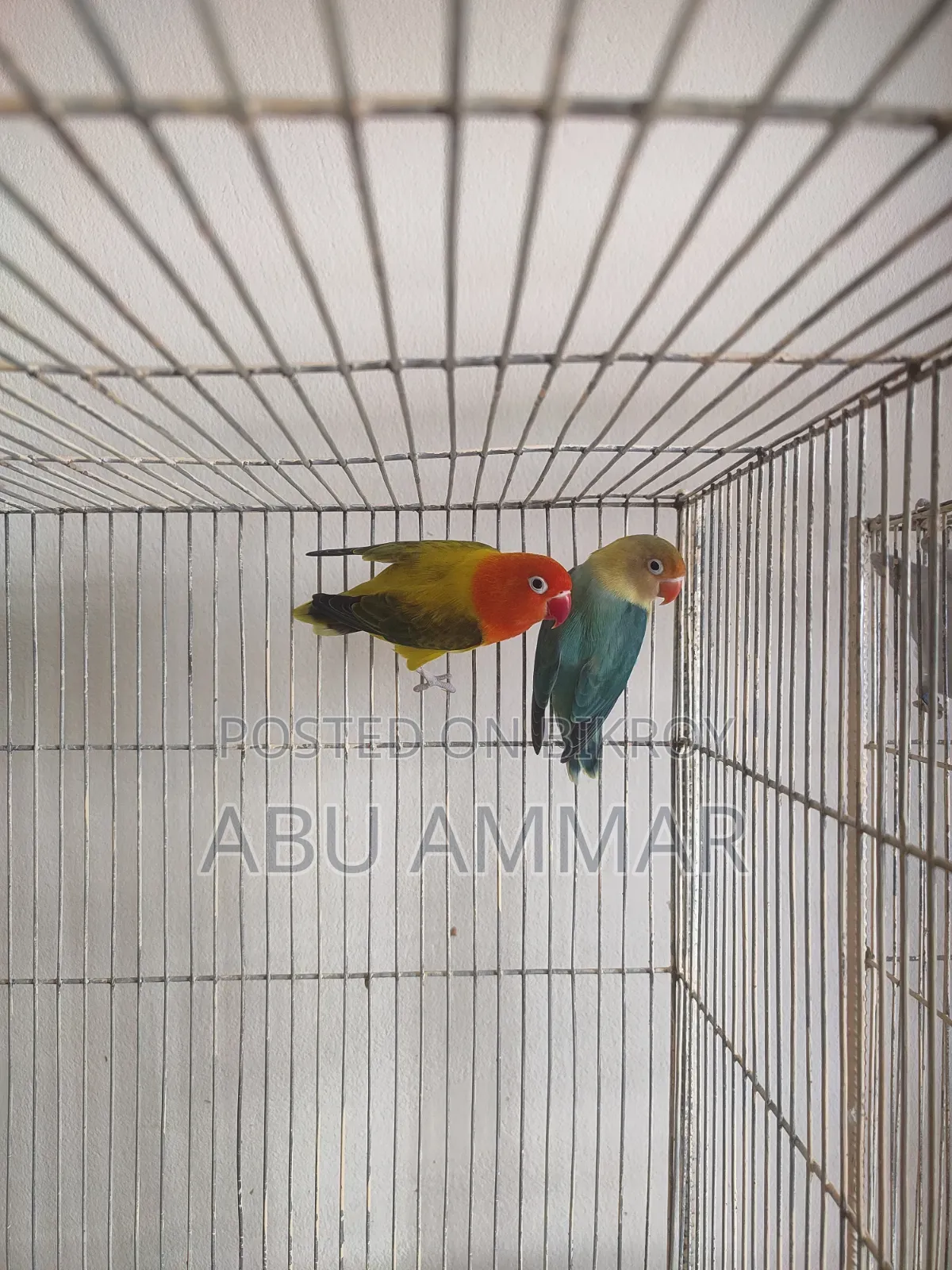 Bird (Love Bird)