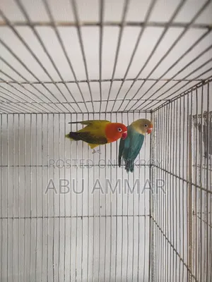 Bird (Love Bird)