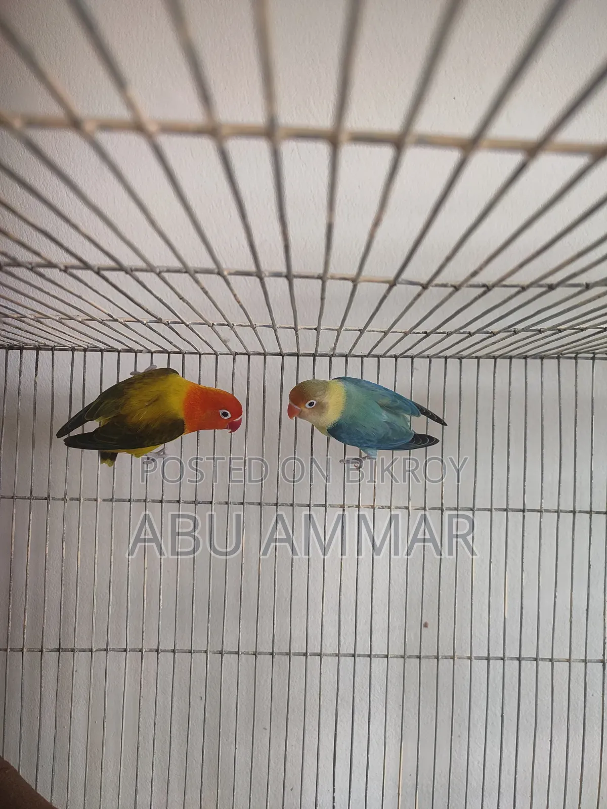 Bird (Love Bird)