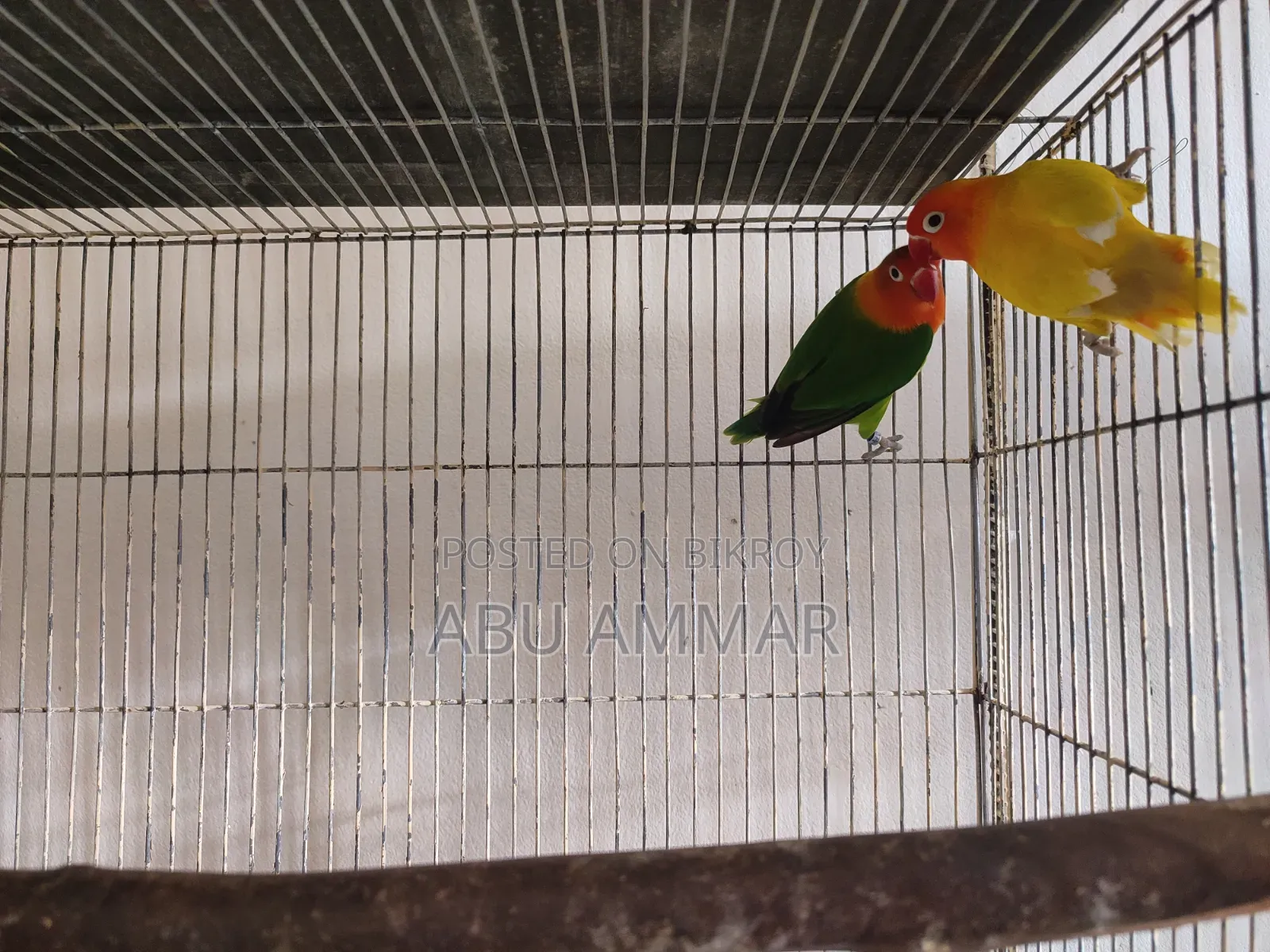 Bird (Love Bird)