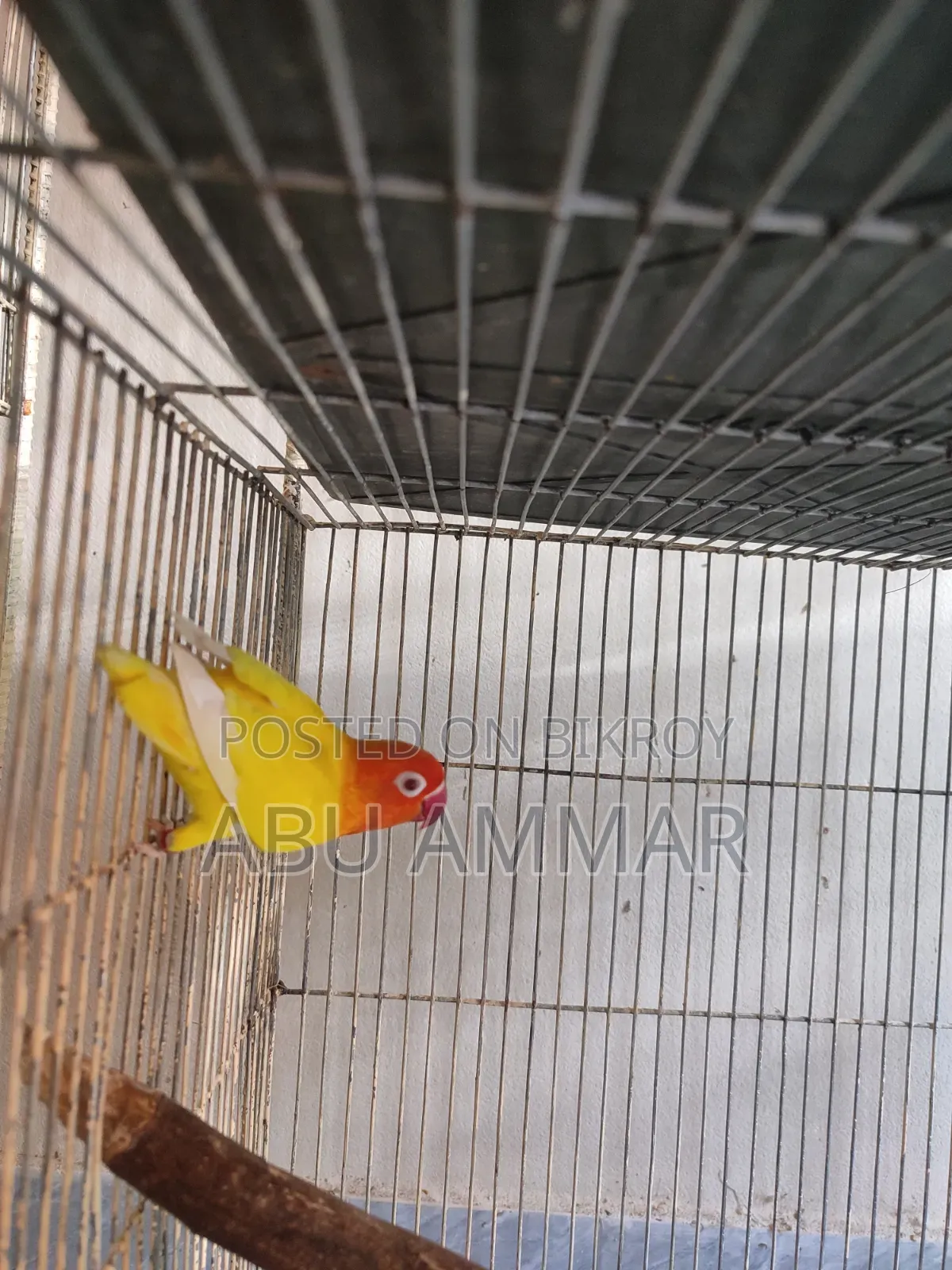 Birds (Love Birds)