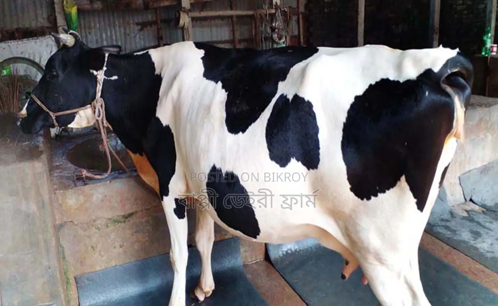 ১৬৯৬নং গাভী গরু পোষার জন্য নিঃসন্ধেহে কিনতে পারেন ।