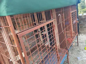 Large Cage Made With Belgian Rod