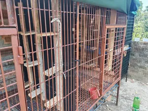 Large Cage Made With Belgian Rod