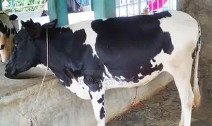 ১৬৯৭ নং বকনা গরু ।