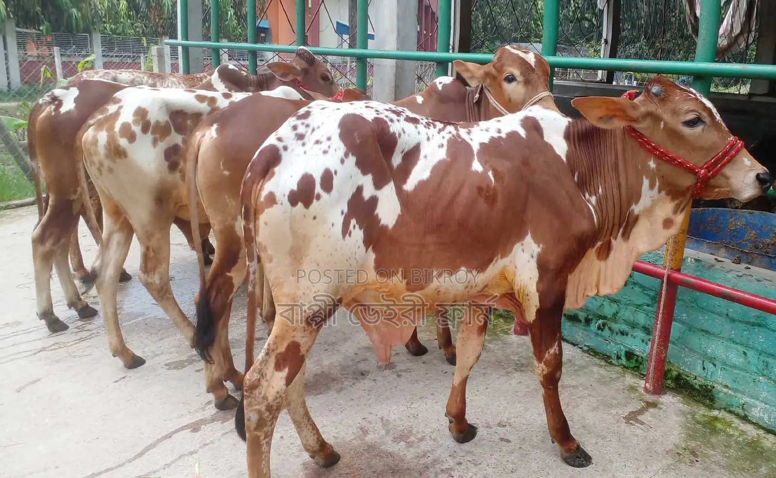 ১৬৯৮নং ৫টি এড়ে ষাঁড় গরু বিক্রি।