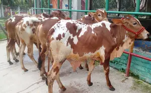 ১৬৯৮নং ৫টি এড়ে ষাঁড় গরু বিক্রি।
