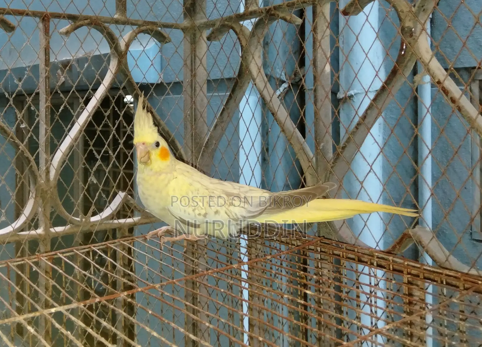 ককাটেল পাখি