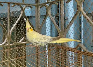 ককাটেল পাখি