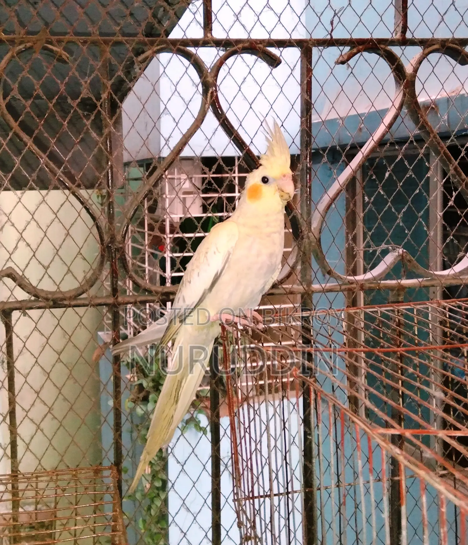 ককাটেল পাখি