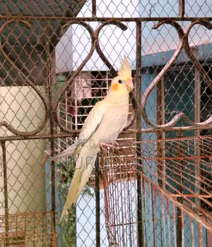 ককাটেল পাখি