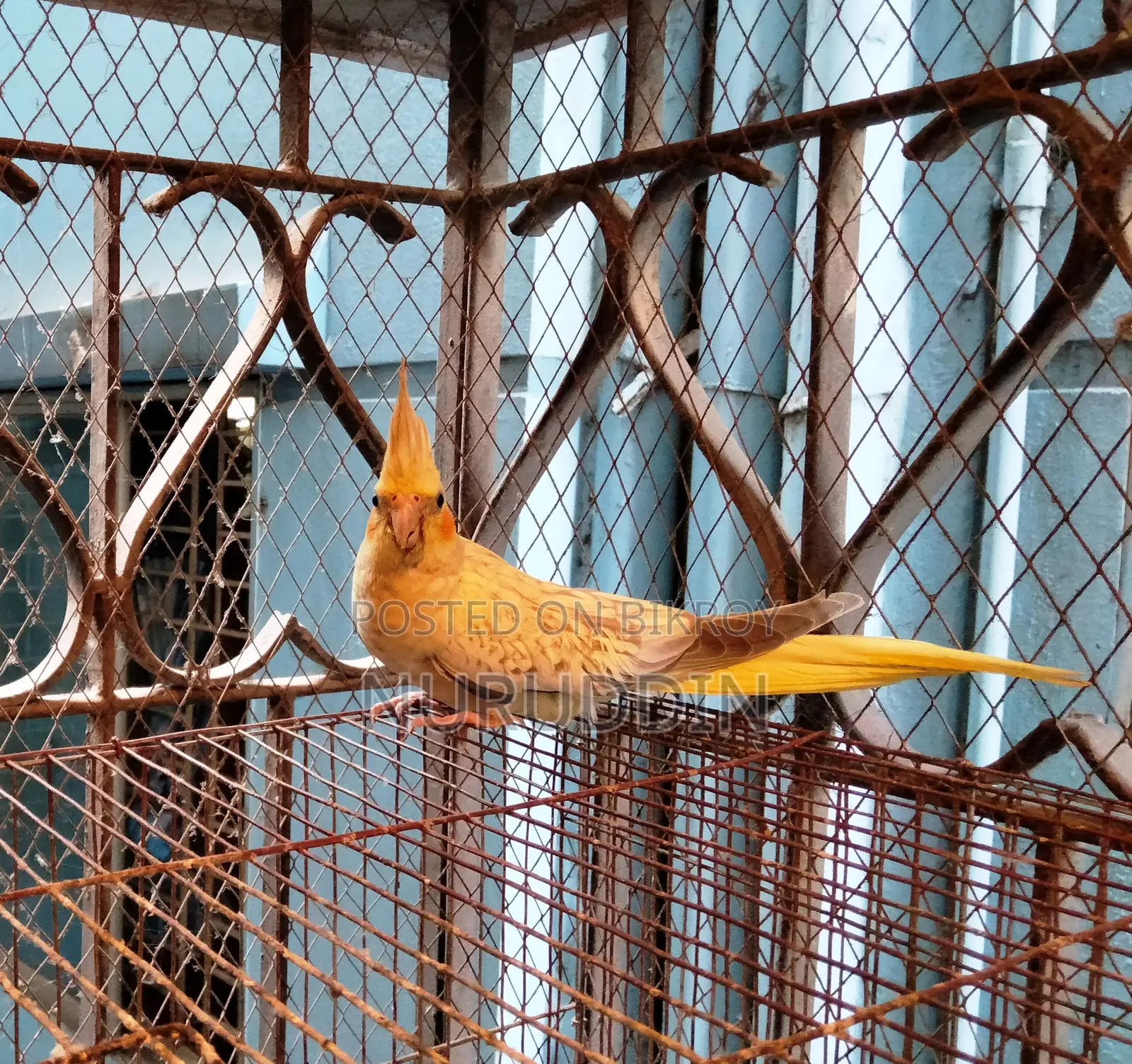 ককাটেল পাখি