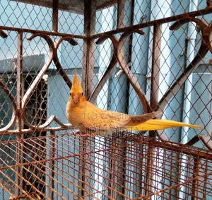 ককাটেল পাখি