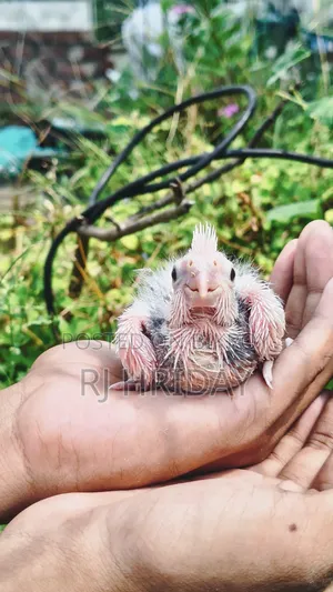 Albino vs Pide Baby