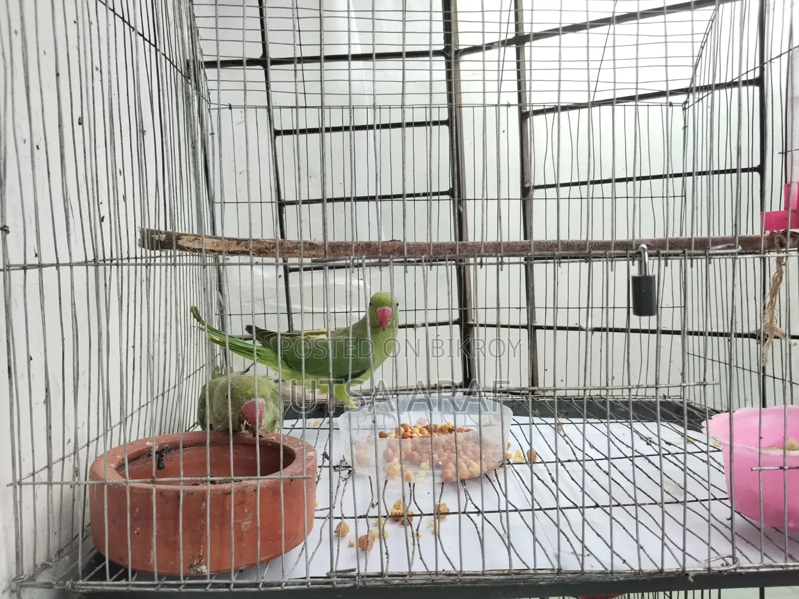 Green Parrot Pair