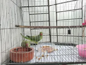 Green Parrot Pair