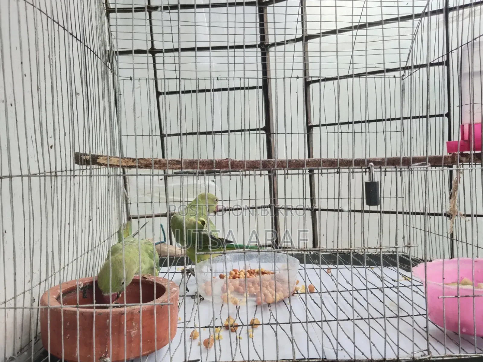 Green Parrot Pair