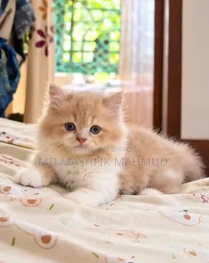 1-3 Months Female Purebred Persian