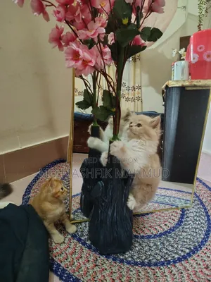 1-3 Months Female Purebred Persian