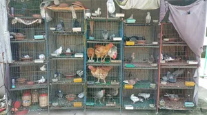 খাচাসহ কবুতর বিক্রি হবে