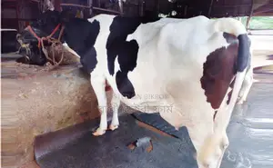 ১৬৯৯নং উন্নত জাতের গাভী গরু ।
