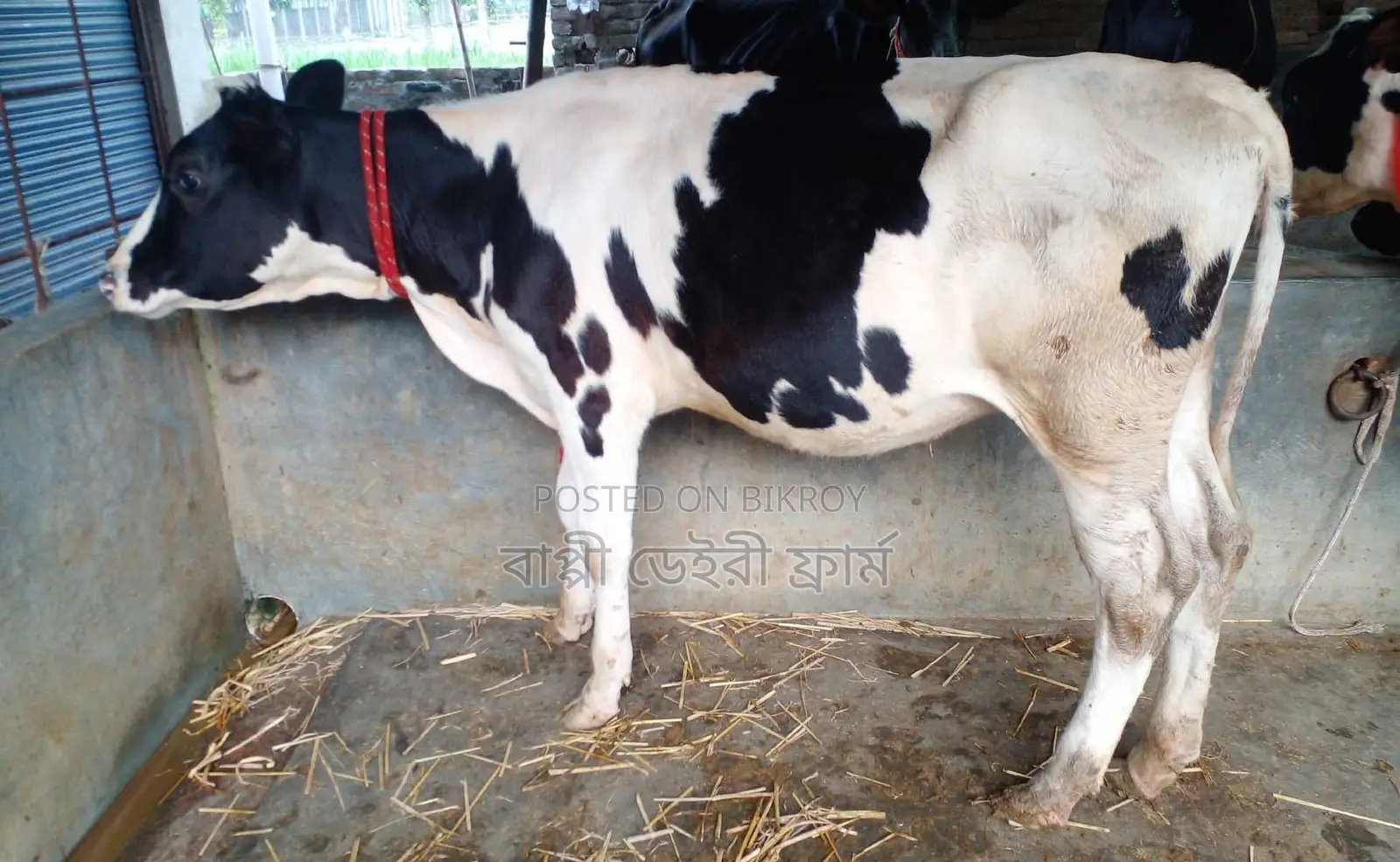 ১৭০০ নং বকনা গরু বিক্রয়
